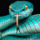 Snake Wallpaper APK