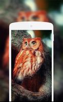 Owl Wallpaper capture d'écran 1