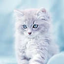 APK Cute Cats Wallpaper