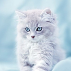 Cute Cats Wallpaper-icoon