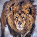 Lion Wallpapers APK