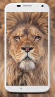 Lion Wallpapers Affiche