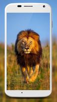 Lion Wallpapers screenshot 3