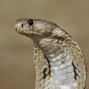 Snake Wallpapers APK