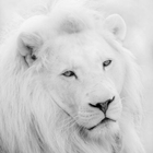 White Lion Wallpapers icône