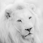 White Lion Wallpapers icon