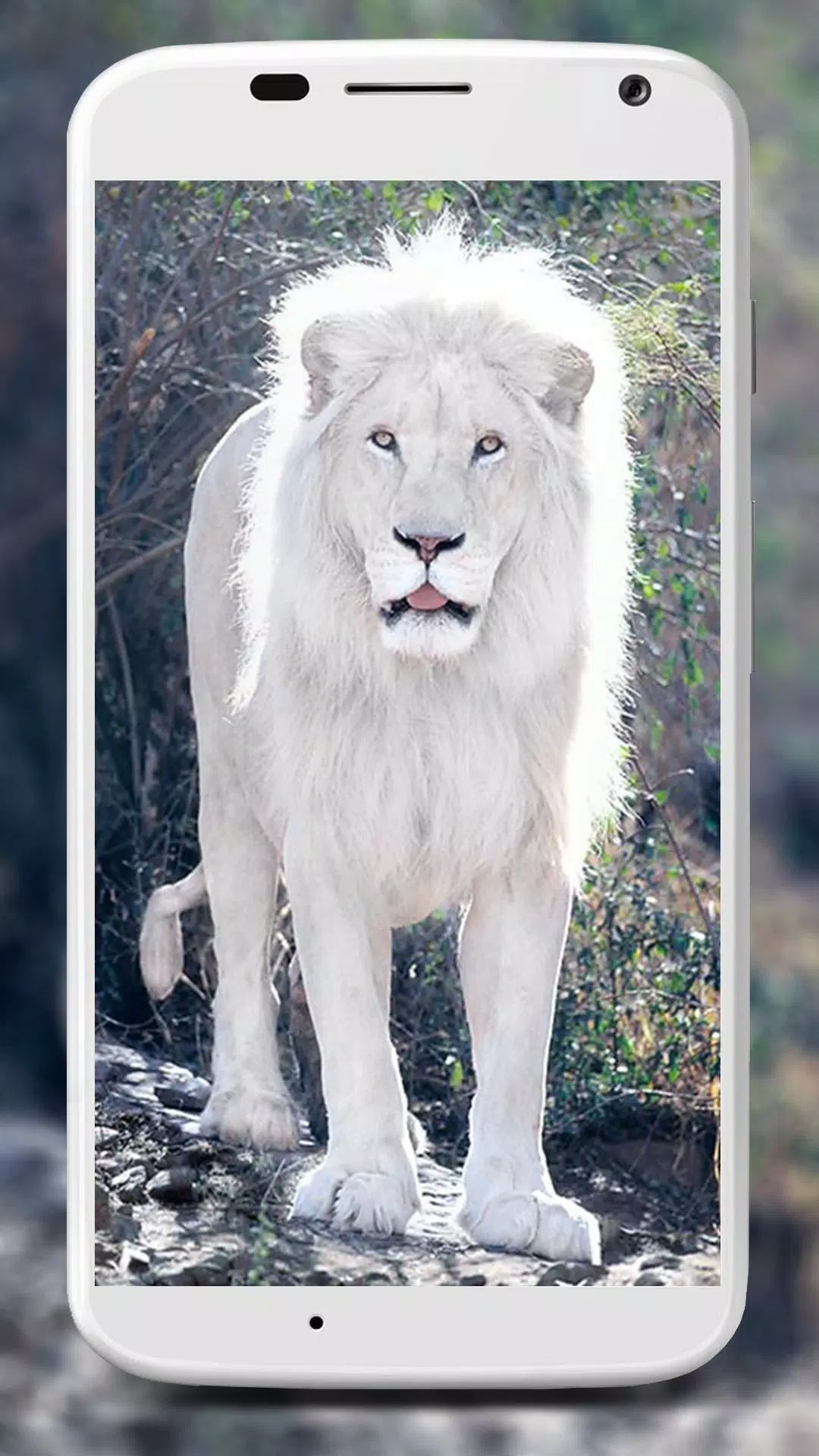 White Lion Wallpapers APK for Android Download