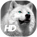 Wolf Wallpaper aplikacja