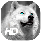 Wolf Wallpaper icon