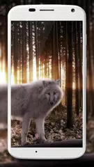 Wolf Wallpaper APK 下載