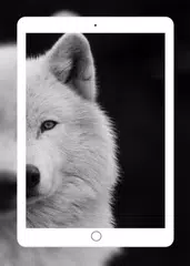 Wolf Wallpaper APK 下載