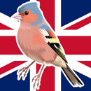 🐦 British Birds (Guide) APK