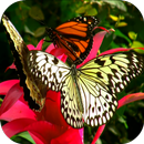 Butterfly And Flower Video LWP APK