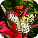 APK Butterfly And Flower Video LWP