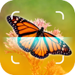 Butterfly Identifier - Insect
