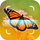 Butterfly Identifier - Insect APK