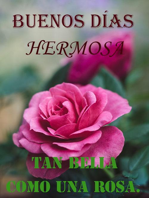 Imagenes De Buenos Dias Hermosa Con Rosas
