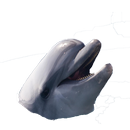پازل دلفین APK
