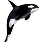 پازل نهنگ 아이콘