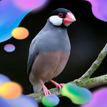 Burung Gelatik Gacor