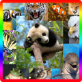 Gotcha! Lovely Animals