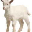 Goat Farming Guide ikona