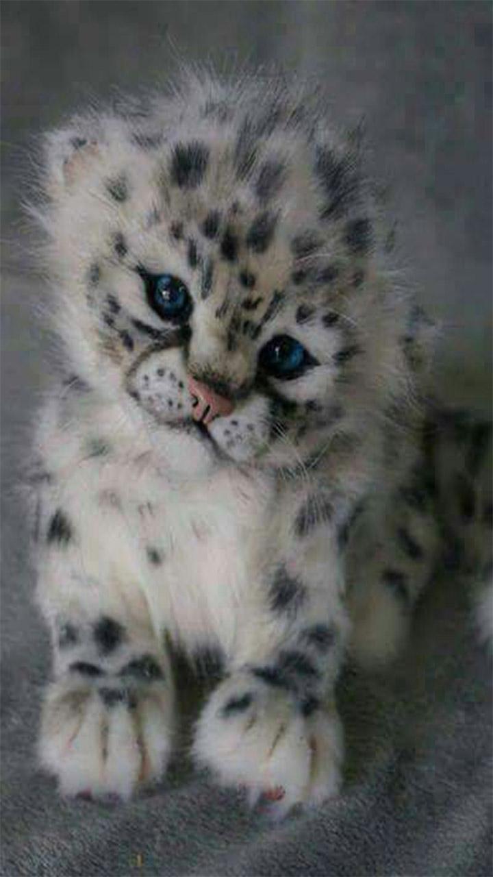 80+ Gambar Wallpaper Hewan Lucu Paling Keren 80+ Gambar Wallpaper Hewan Lucu Paling Keren