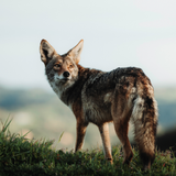 Jackal Sounds icon