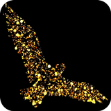 Pássaro dourado vídeo 3D LWP ícone