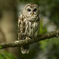 フクロウの壁紙