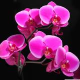 Fondos de pantalla orquídeas