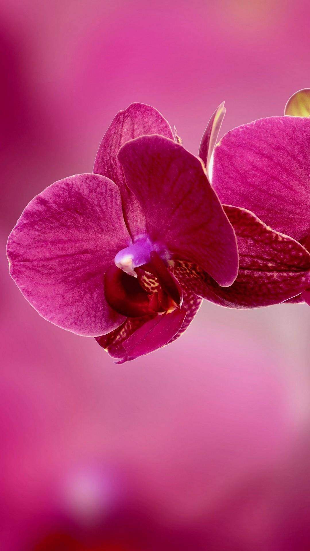 Descarga de APK de Fondos de pantalla orquídeas para Android