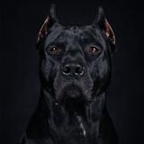 تصاویر پس زمینه Cane Corso