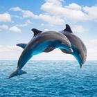 Delphin Hintergründe Zeichen
