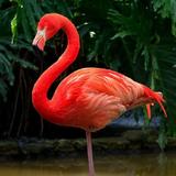 Fonds d'écran Flamingo
