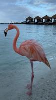 Fonds d'écran Flamingo Affiche