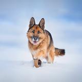 German shepherd wallpapers