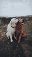 Golden retriever capture d'écran 2