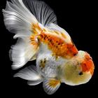 Goldfish Wallpapers icon