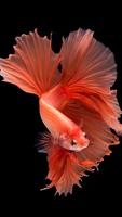 Goldfish Wallpapers poster