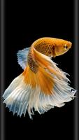 Goldfish Wallpapers screenshot 1