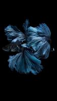 Goldfish Wallpapers screenshot 2