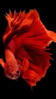 Goldfish Wallpapers screenshot 3