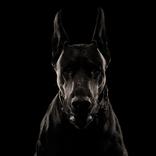 グレートデンの壁紙