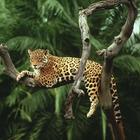 Jaguar các hình nền biểu tượng