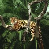 Wallpaper Jaguar