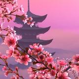 日本樱花壁纸