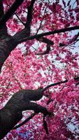 日本の桜の壁紙 スクリーンショット 3