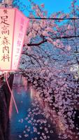 日本の桜の壁紙 スクリーンショット 2