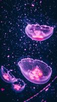 Poster Sfondi di meduse